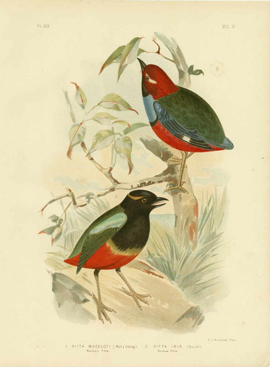 Pitta Macklota, 1891 autorstwa Gracius Broinowski