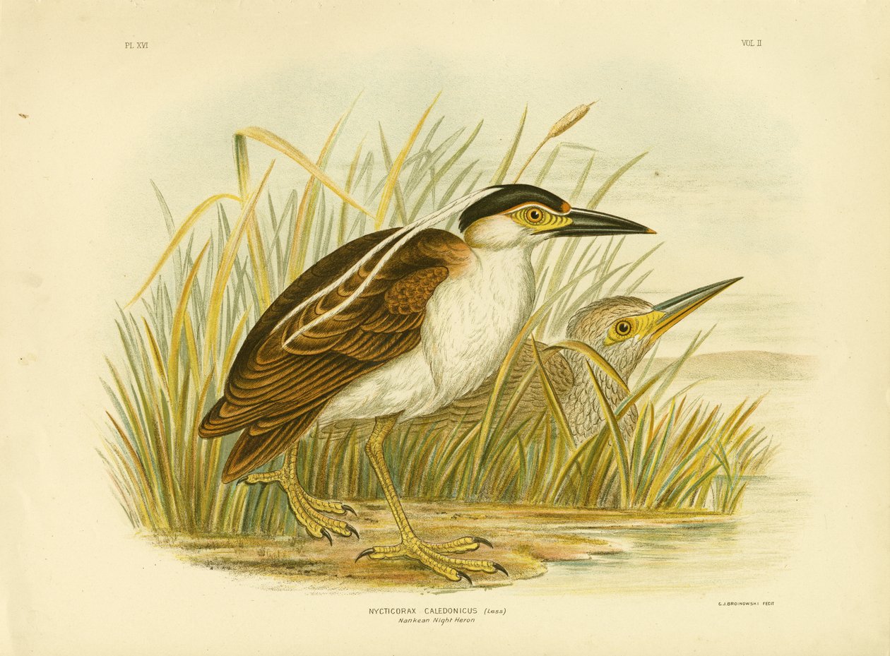 Ślepowron Nankeen lub Ślepowron Nankeen, 1891 autorstwa Gracius Broinowski