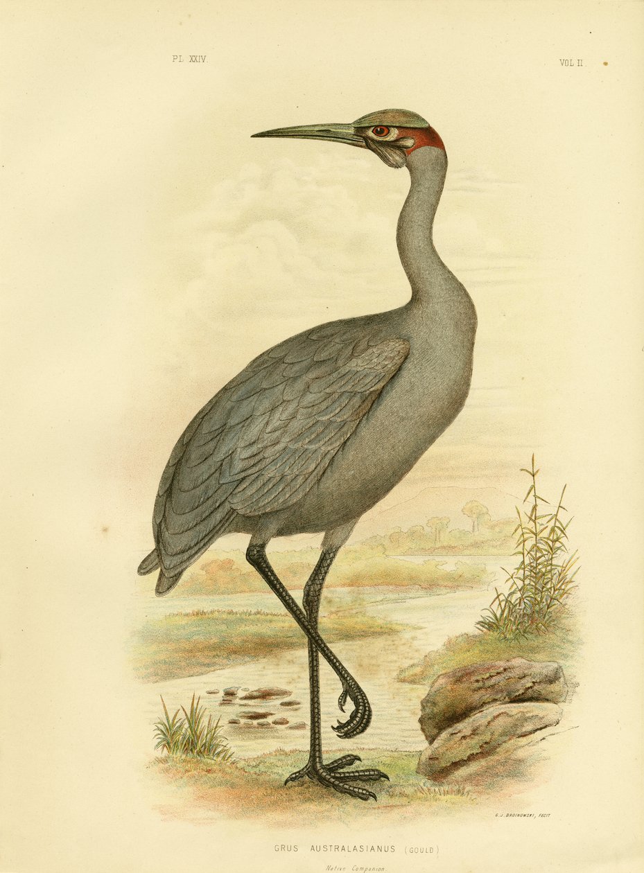 Native Companion lub Brolga, 1891 autorstwa Gracius Broinowski