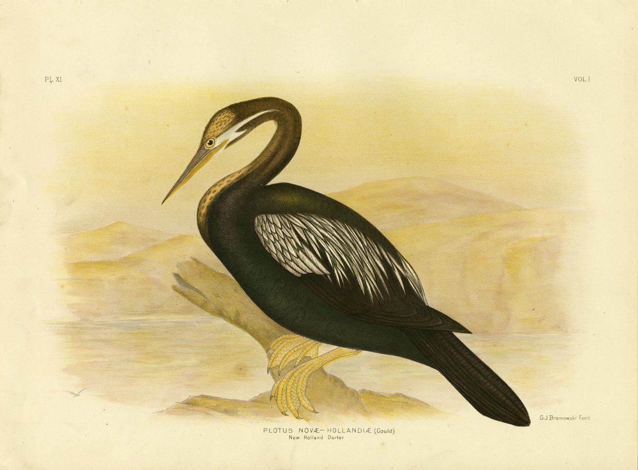 New Holland Darter, 1891 autorstwa Gracius Broinowski