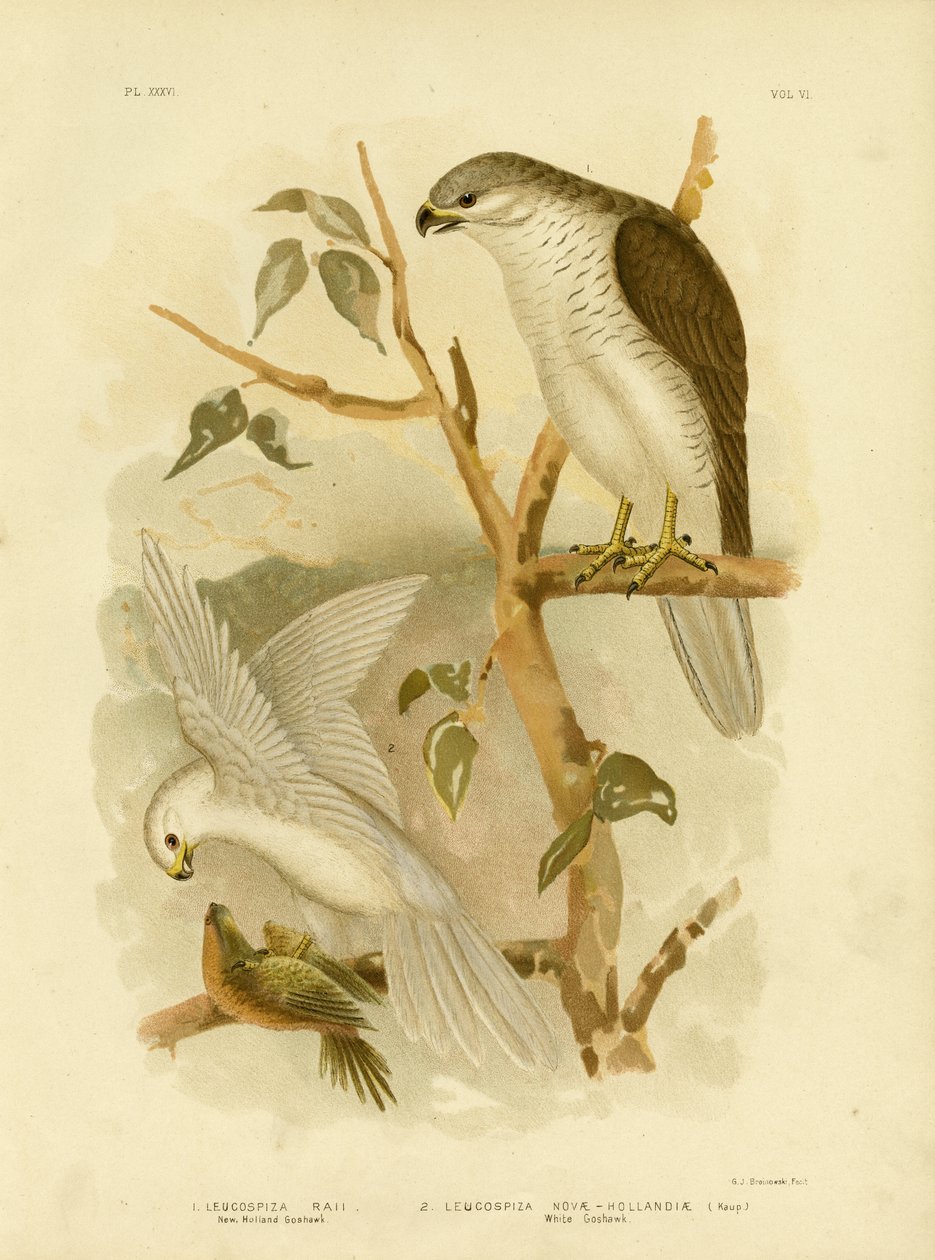 New Holland Goshawk, 1891 autorstwa Gracius Broinowski