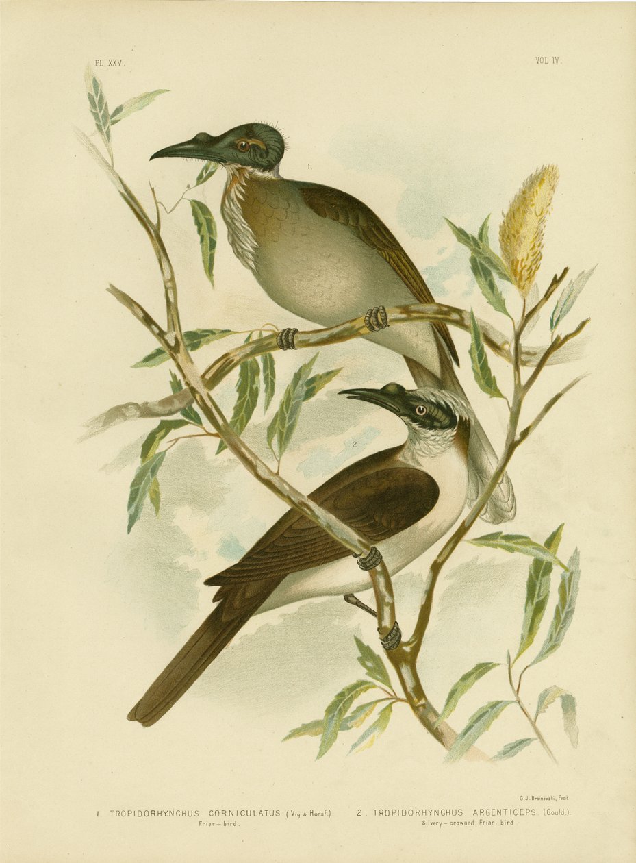 Głośny Friarbird, 1891 autorstwa Gracius Broinowski
