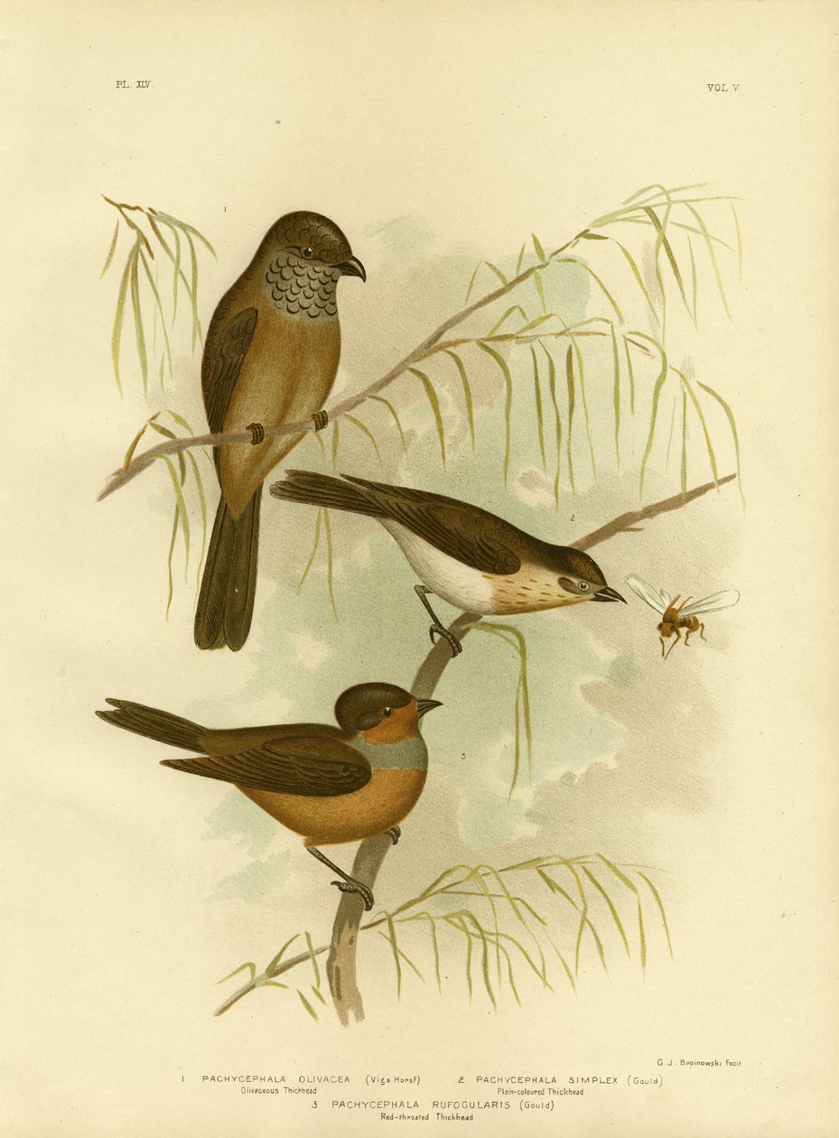 Oliwkowaty Grubogłowy Lub Oliwkowy Whistler, 1891 autorstwa Gracius Broinowski