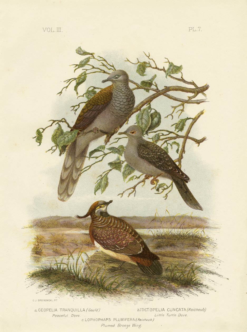 Spokojna gołębica, 1891 autorstwa Gracius Broinowski