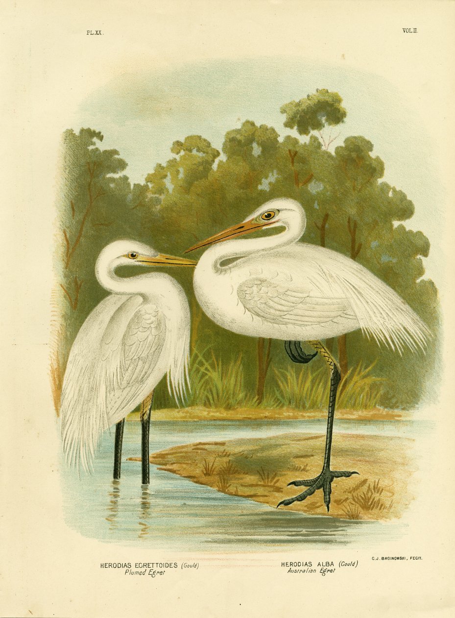 Czapla szypułkowa lub czapla pośrednia, 1891 autorstwa Gracius Broinowski