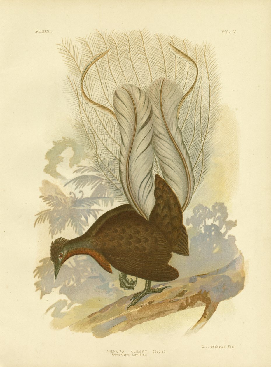 Lirebird księcia Alberta, 1891 autorstwa Gracius Broinowski