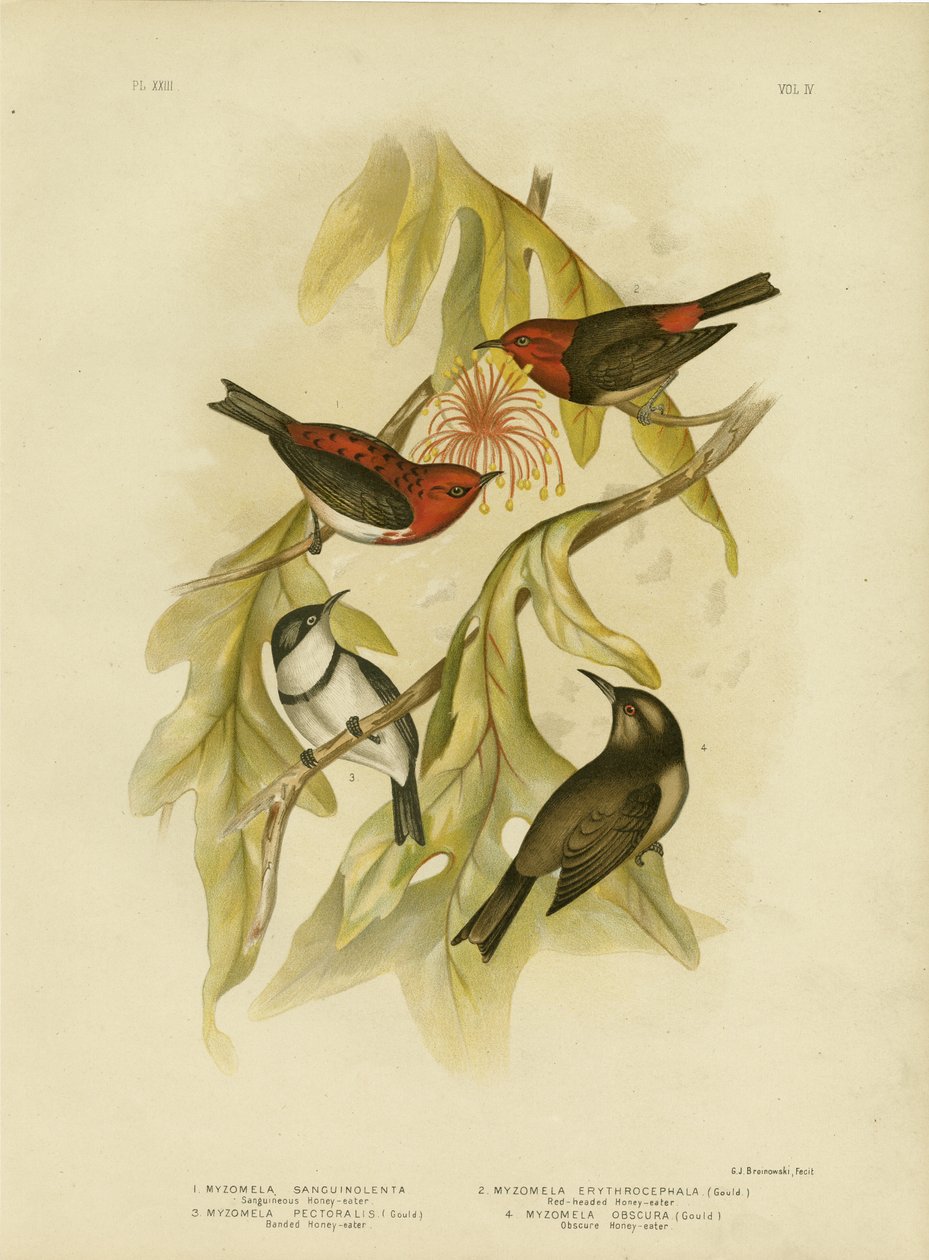 Sanguineous Honeyeater, 1891 autorstwa Gracius Broinowski