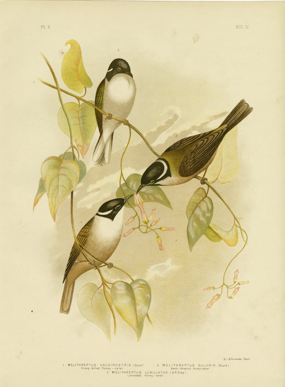 Miodownik o silnych dziobach, 1891 autorstwa Gracius Broinowski