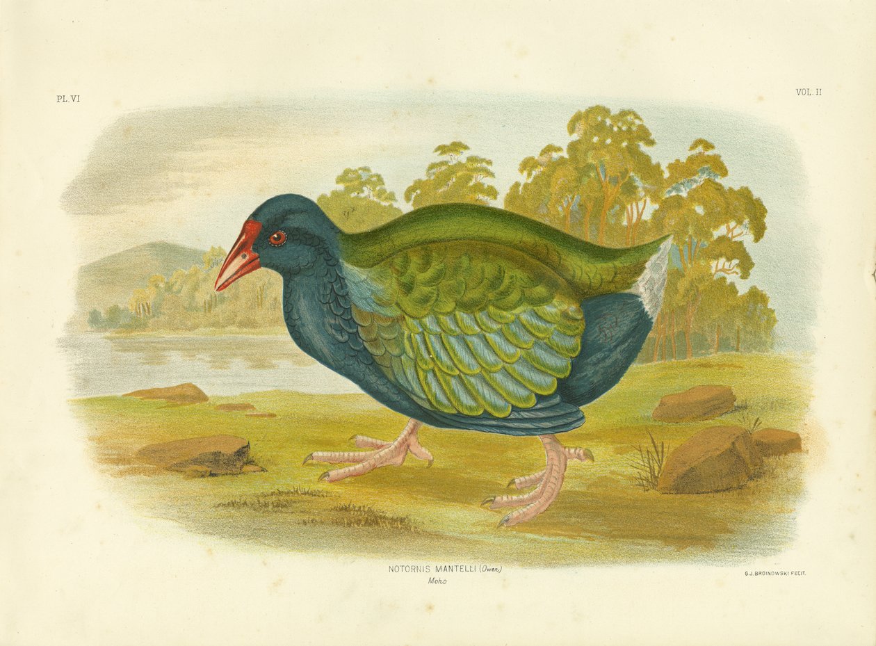 Takahe, 1891 autorstwa Gracius Broinowski