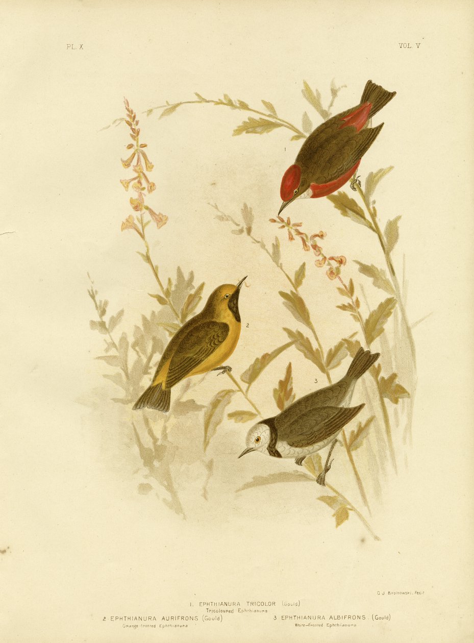 Trójkolorowy Ephthianura, 1891 autorstwa Gracius Broinowski