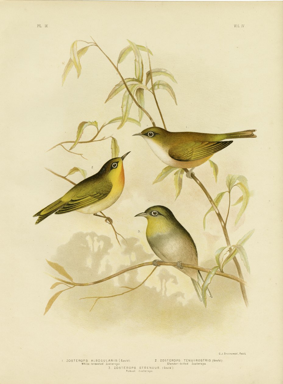 Zosterops z białymi piersiami lub Norfolk White-Eye, 1891 autorstwa Gracius Broinowski