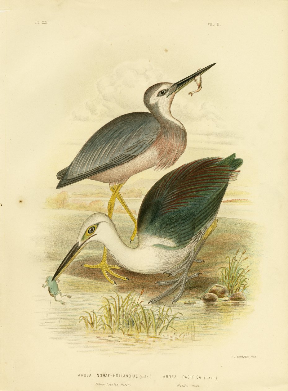 Czapla białolica, 1891 autorstwa Gracius Broinowski