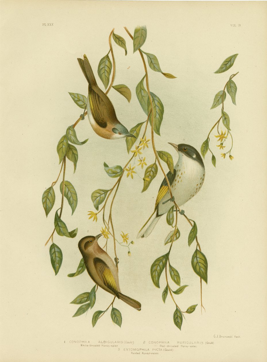 Miodownik białogardły, 1891 autorstwa Gracius Broinowski