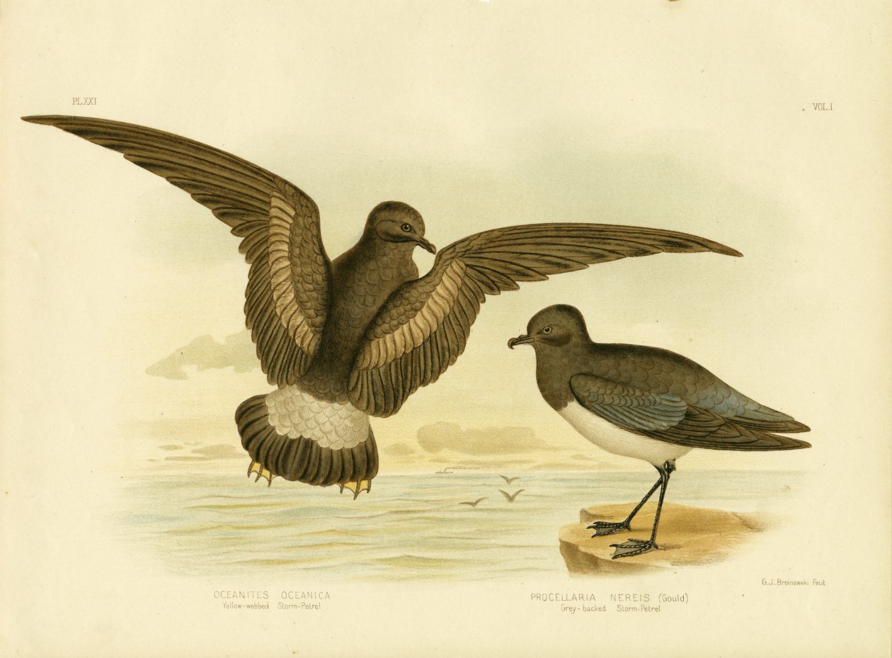 Burzowy Petrel z żółtą błoną, 1891 autorstwa Gracius Broinowski
