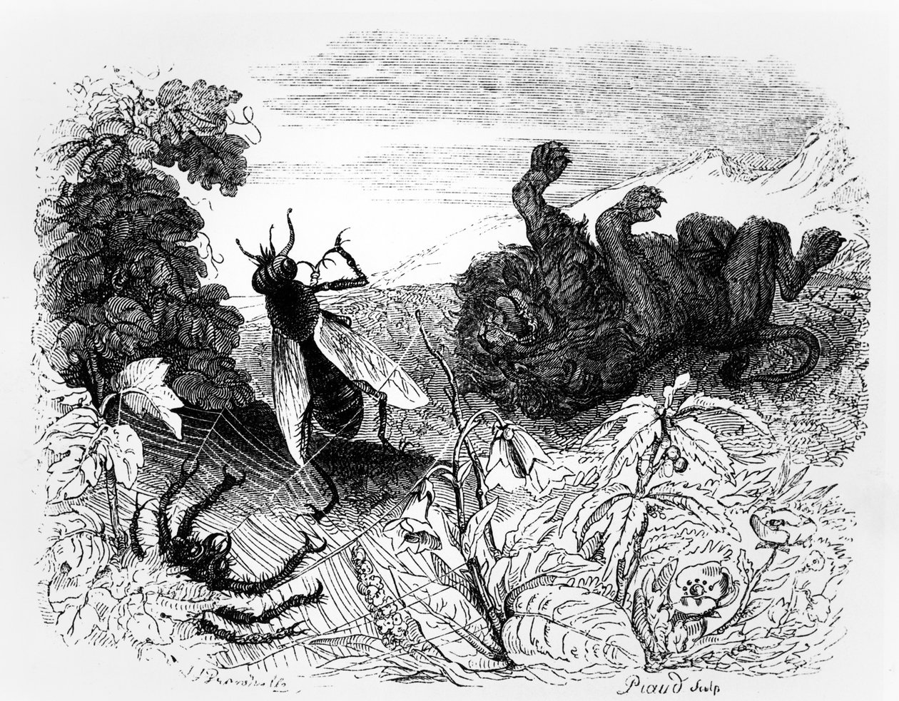 Lew i komar, ilustracja do „Bajek” La Fontaine