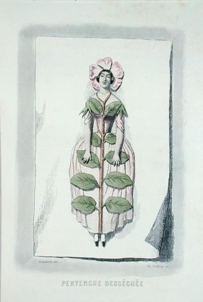 Barwinek zwiędły, z „Les Fleurs Animees”, grawerowane przez Charlesa Geoffroya (1819-82) autorstwa Grandville