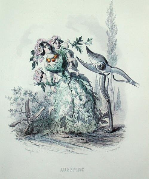 Głóg, z „Les Fleurs Animees”, grawerowane przez Charlesa Geoffroya (1819-82) autorstwa Grandville