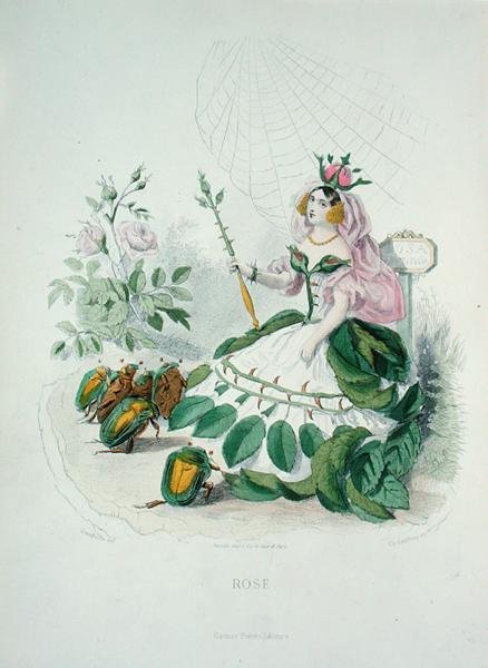 Róża (Rosa Centifolia) Królowa Kwiatów, z „Les Fleurs Animees”, grawerowana przez Charlesa Geoffroya (1819-82) autorstwa Grandville