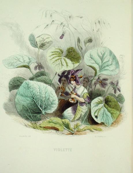 Fiolet, z „Fleurs Animees”, grawerowane przez Charlesa Geoffroya (1819-82) autorstwa Grandville