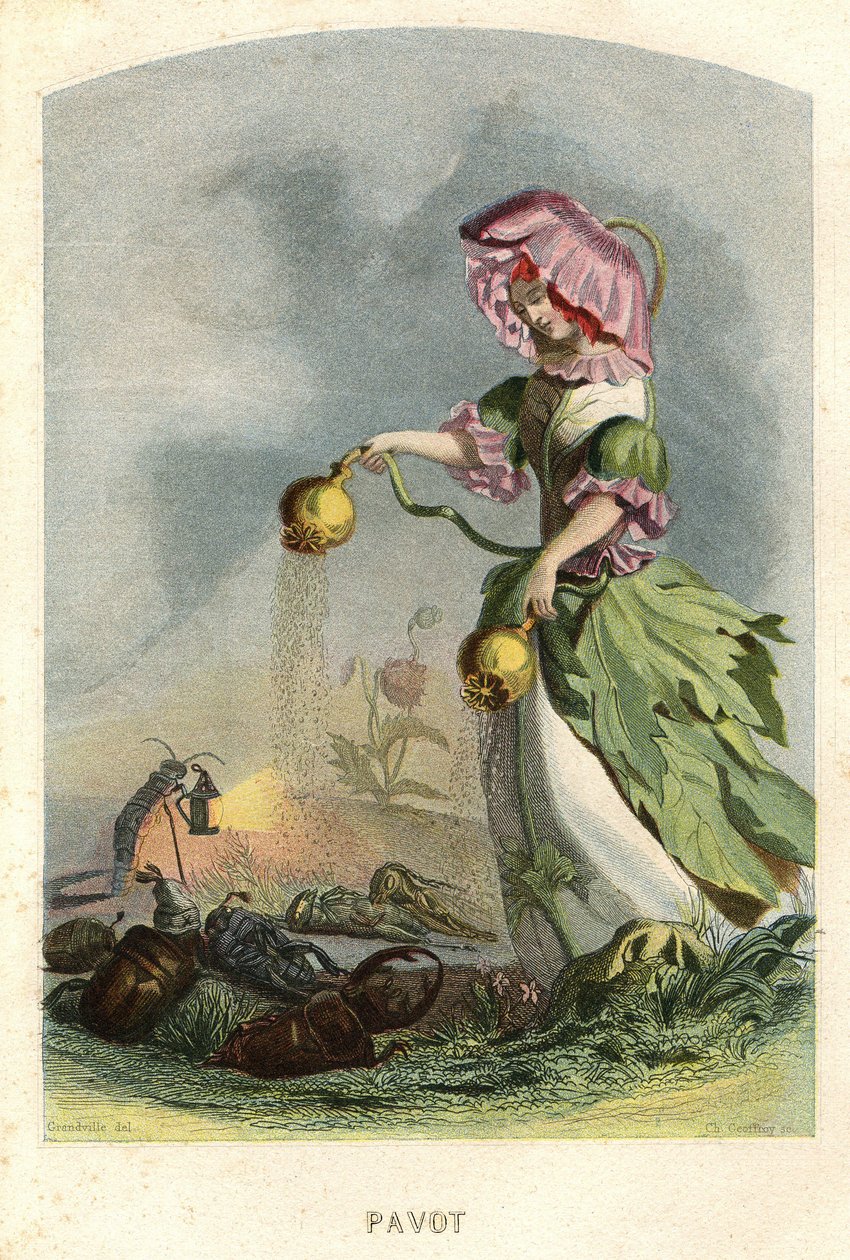 Ilustracja dla "Les Fleurs Animees autorstwa Grandville (1803 47)