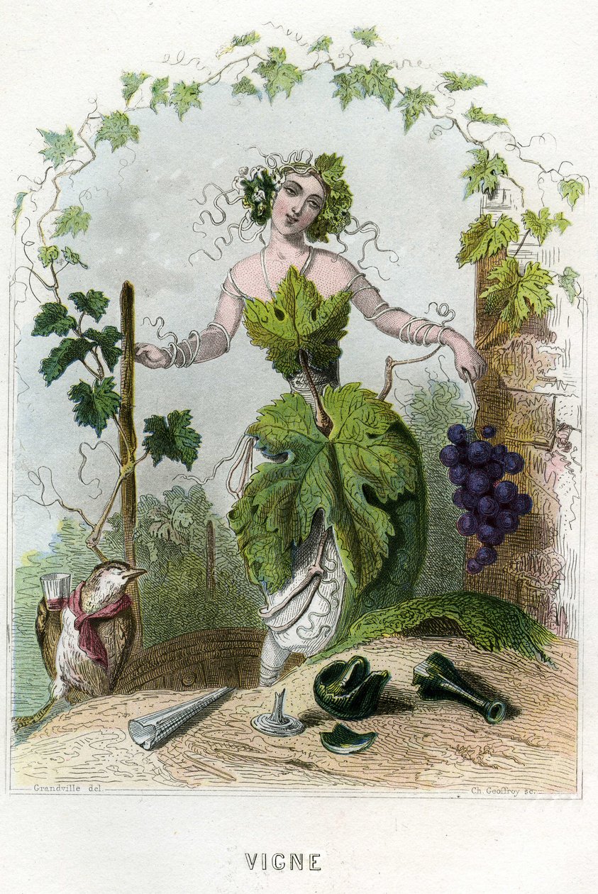 Ilustracja dla "Les Fleurs Animees autorstwa Grandville (1803 47)