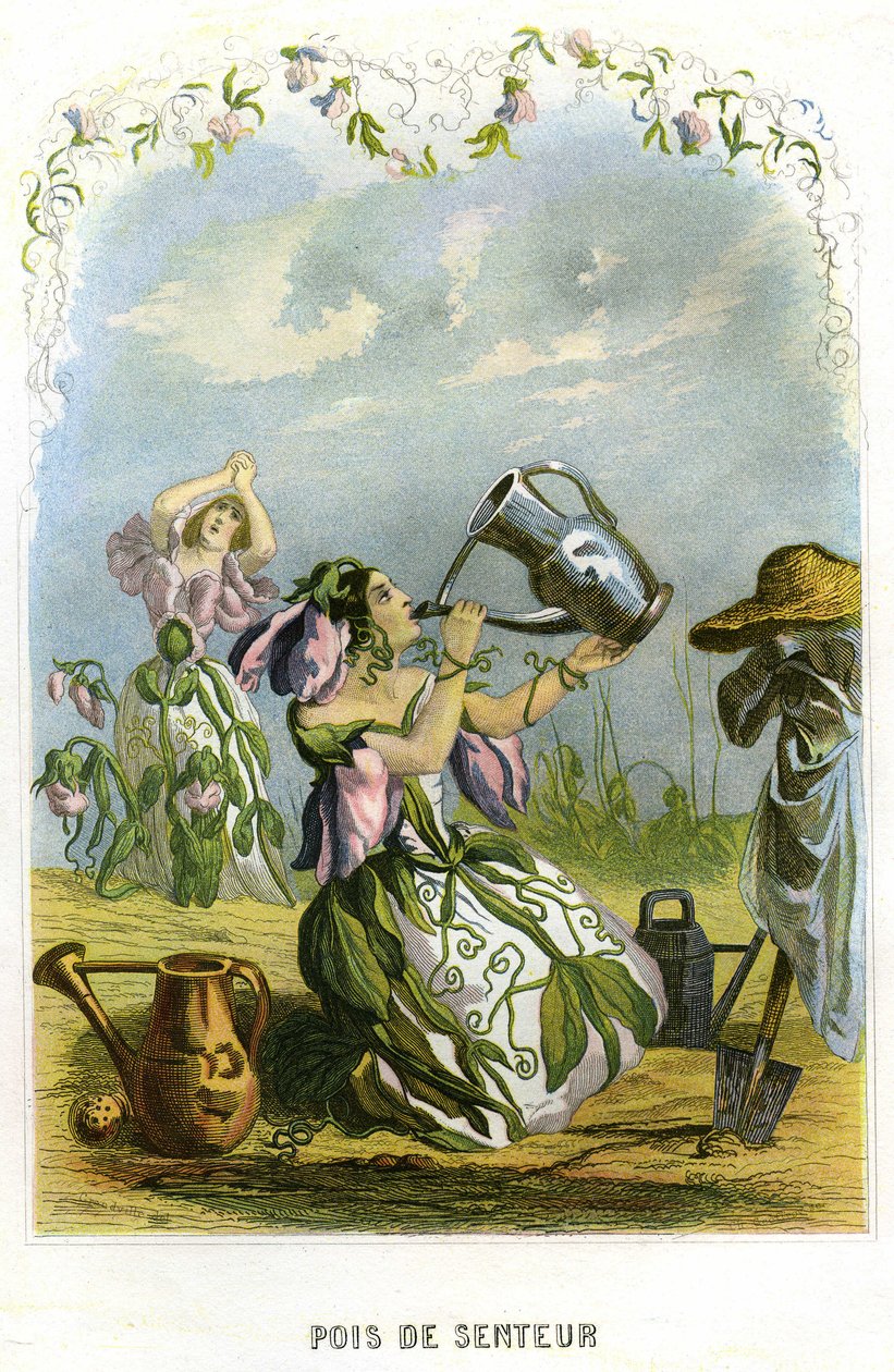 Ilustracja dla "Les Fleurs Animees autorstwa Grandville (1803 47)