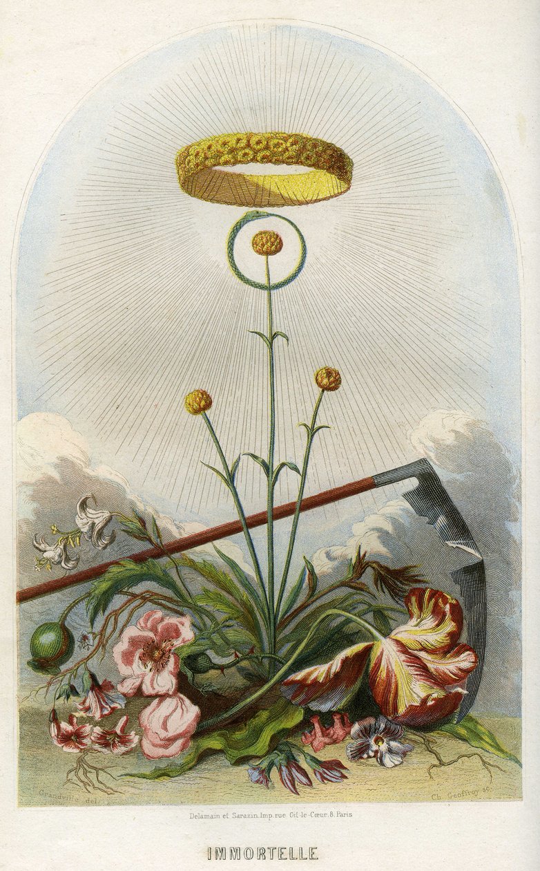 Ilustracja dla "Les Fleurs Animees autorstwa Grandville (1803 47)