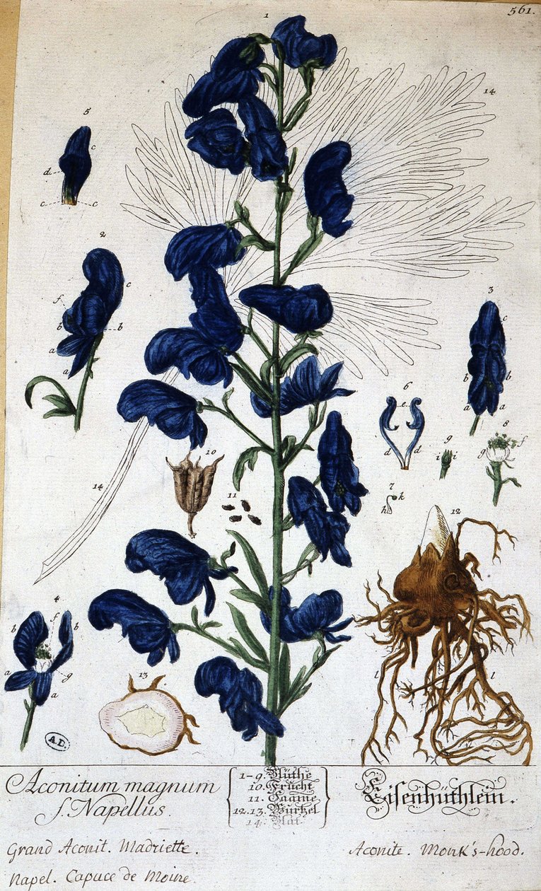 Duży akonit, kapusta mnicha (aconitum magnum) - w „”Animated Flowers”” Grandville, b.d. 19. autorstwa Grandville