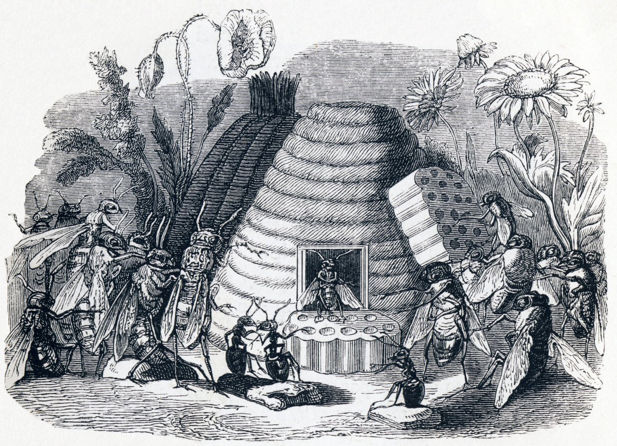 Szerszenie i muchy miodowe - Bajki La Fontaine autorstwa Grandville