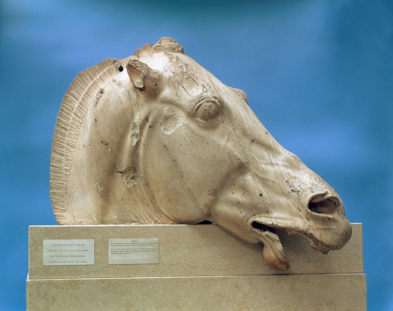Głowa jednego z koni Selene, bogini księżyca, ze wschodniego frontonu Partenonu, 447-432 pne (marmur) autorstwa Greek