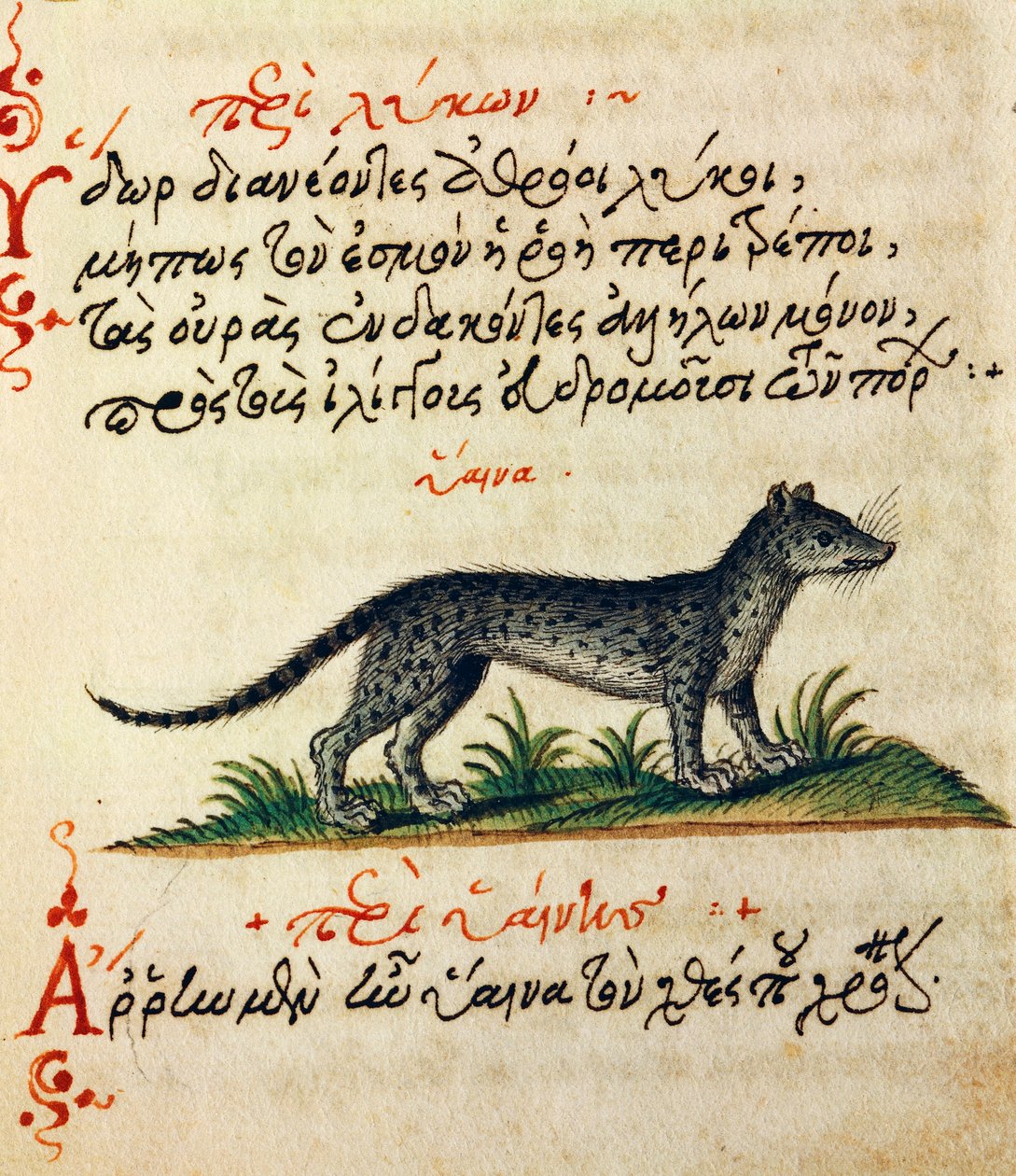 Traktat o hienie, test i miniatura z De animalium natura et proprieta libellus, autorstwa Aelianus (II-III wne) autorstwa Greek School