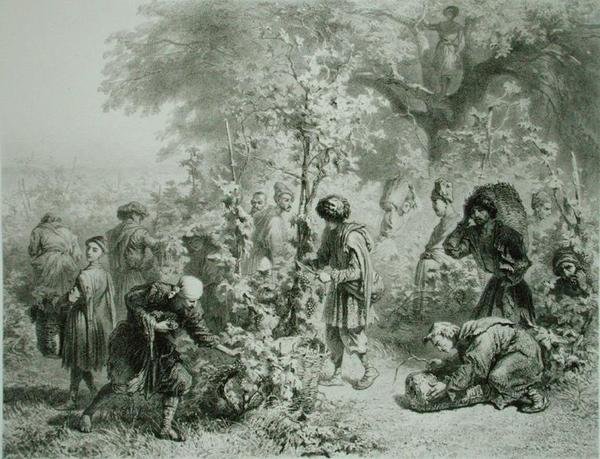 Grape Harvest in Kakhetie, Georgia, tablica 30 z księgi o Kaukazie, sztychowanej przez Eugene