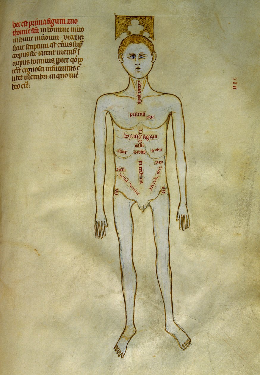 Deski anatomiczno-chirurgiczne: lokalizacja narządów męskich. W „Liber notables Filippi siódmy król Franków, wydobyty z ksiąg Galien”” Gui de Pavia około 1345. Chantilly, Musee Conde autorstwa Guido da Vigevano da Pavia