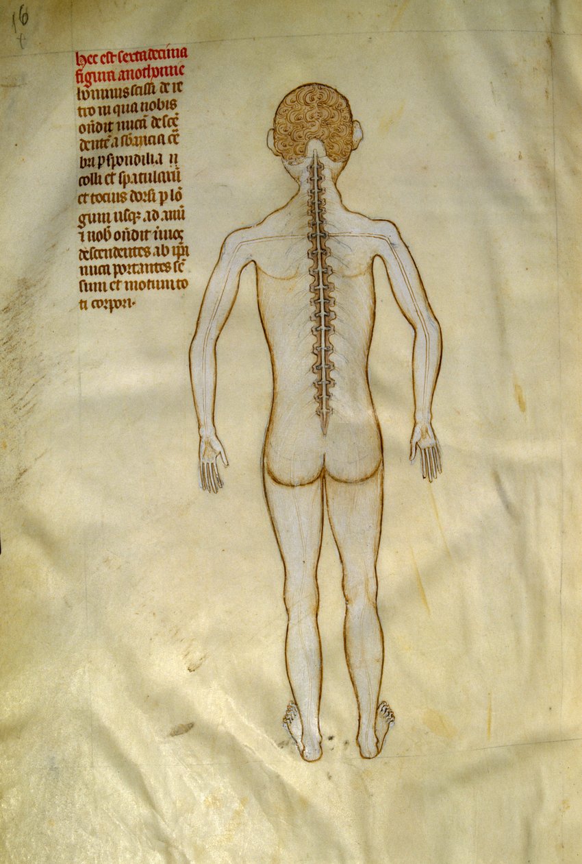 Deski anatomiczne i chirurgiczne: rdzeń kręgowy (w kręgach kręgosłupa). W „Liber notables Filippi siódmy król Franków, wydobyty z ksiąg Galien”” Gui de Pavia około 1345. Chantilly, Musee Conde autorstwa Guido da Vigevano da Pavia