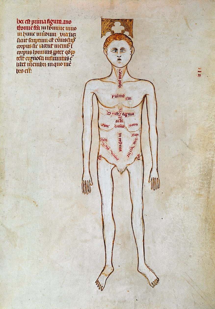 Chirurgia: przedstawienie ludzkiego ciała. Miniatura w „Liber notables Filippi siódmy król Franków, wydobyty z ksiąg Galien” napisany przez Gui (Guy) z Pawii autorstwa Guido da Vigevano da Pavia