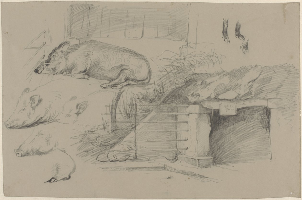 Arkusz szkicu z badaniami świń w parku dzików w Artis autorstwa Guillaume Anne van der Brugghen