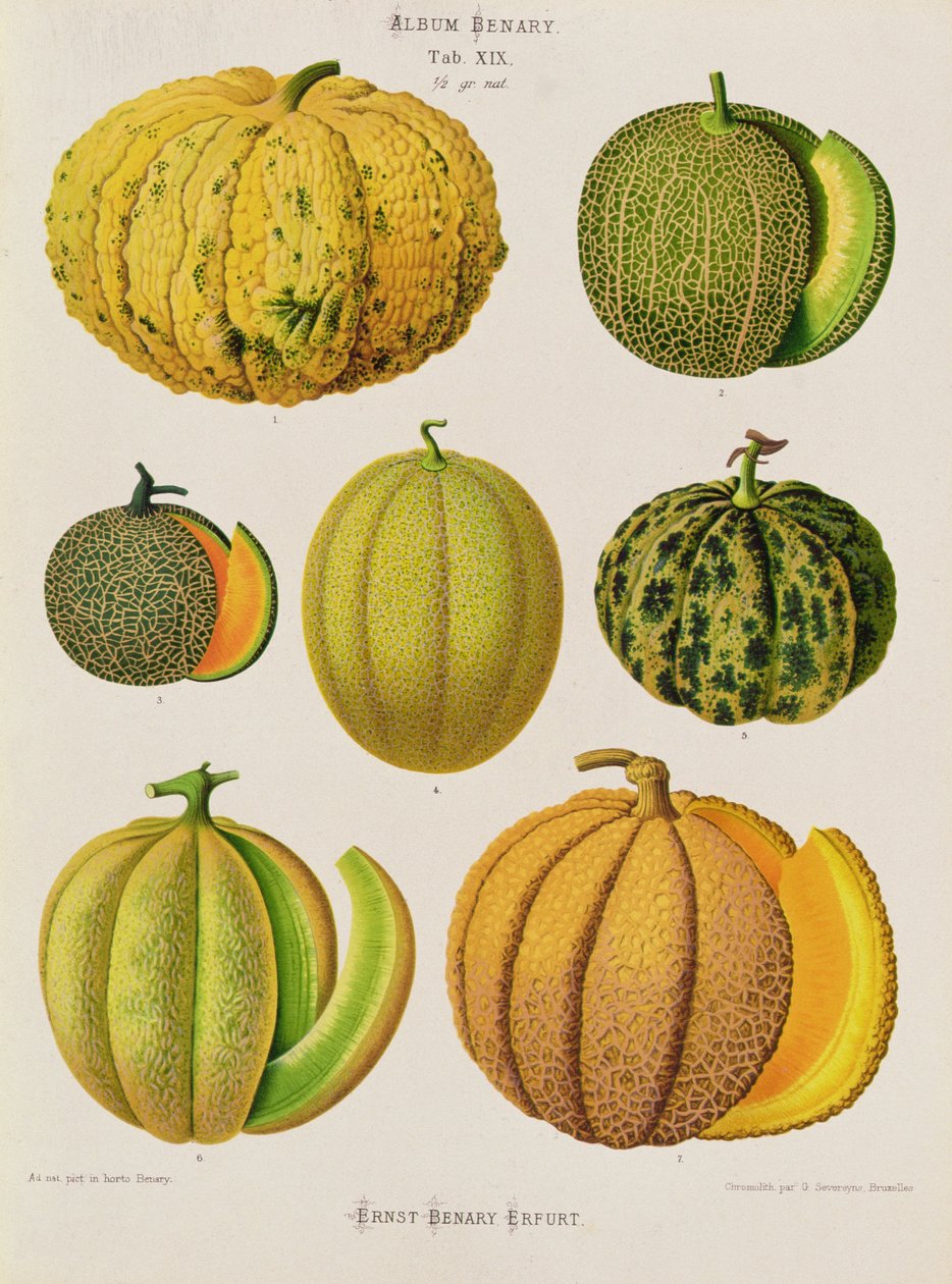Melony: Tab. XIX, z "Albumu Benary" autorstwa Guillaume Severeyns