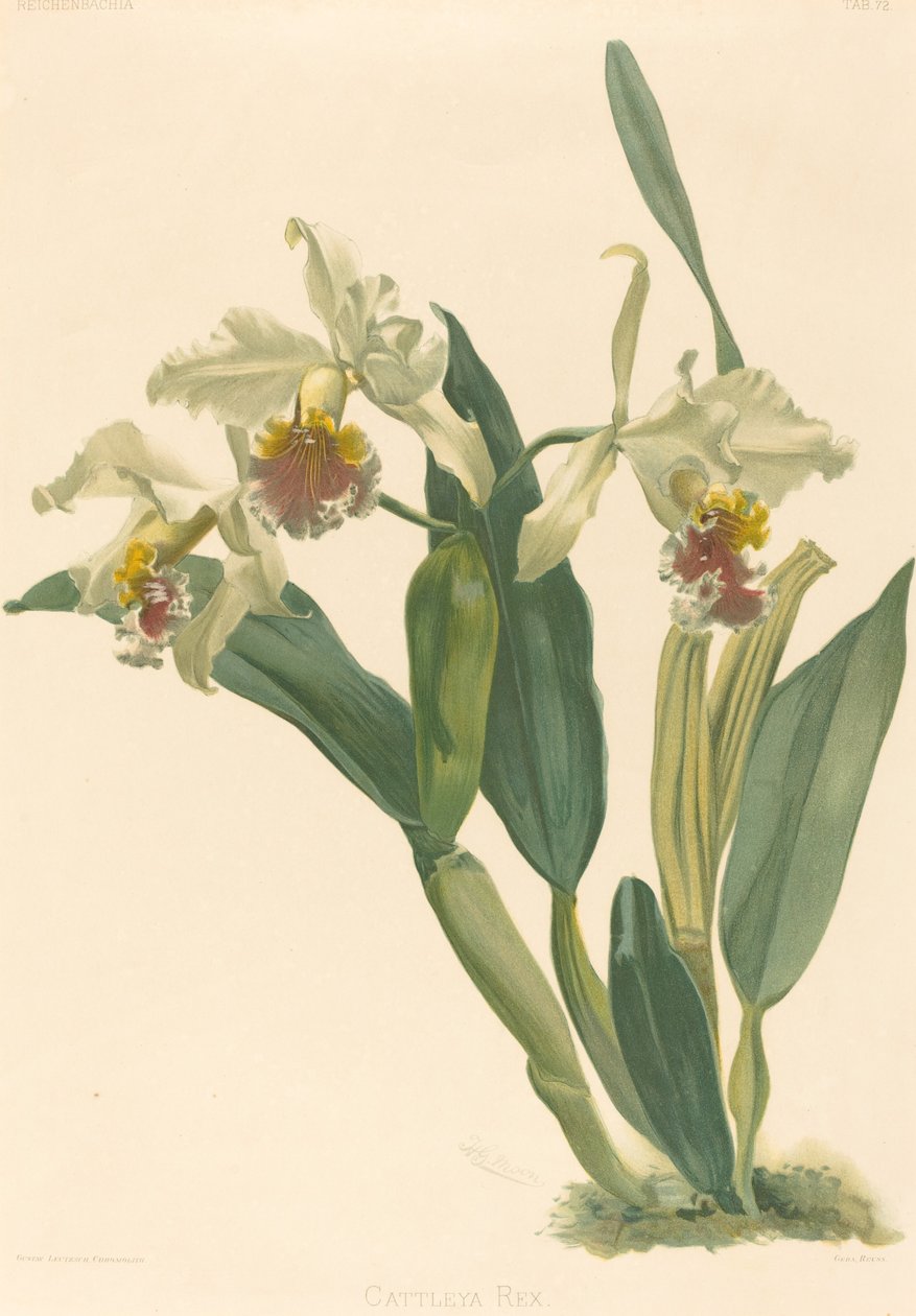 Cattleya Rex autorstwa Gustav Leutzsch after Henry George Moon