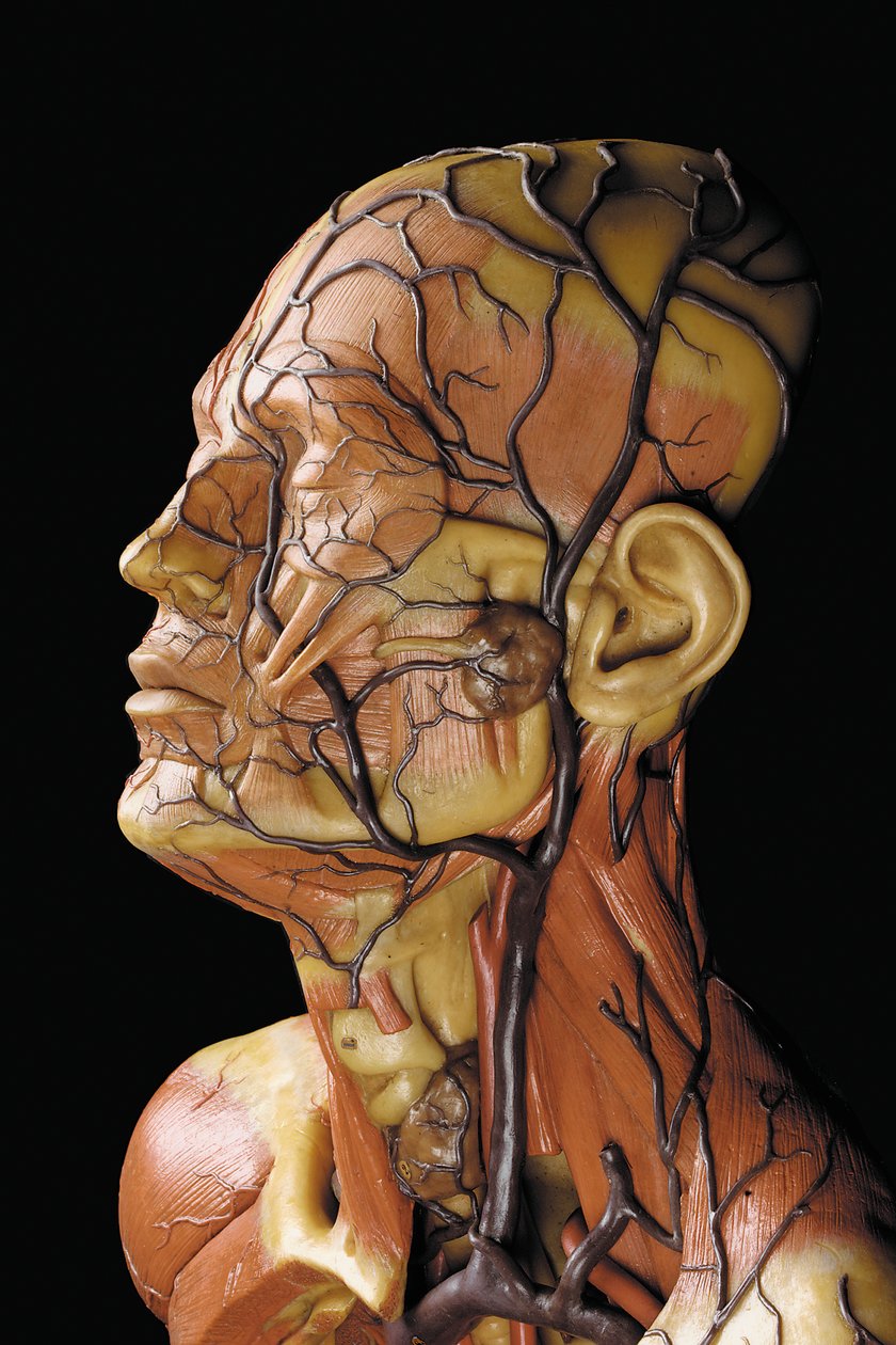 Szczegół anatomicznego męskiego modelu ecorche, przedstawiający mięśnie, tętnice i żyły, układ krążenia i nerwowy autorstwa Gustav Zeiller