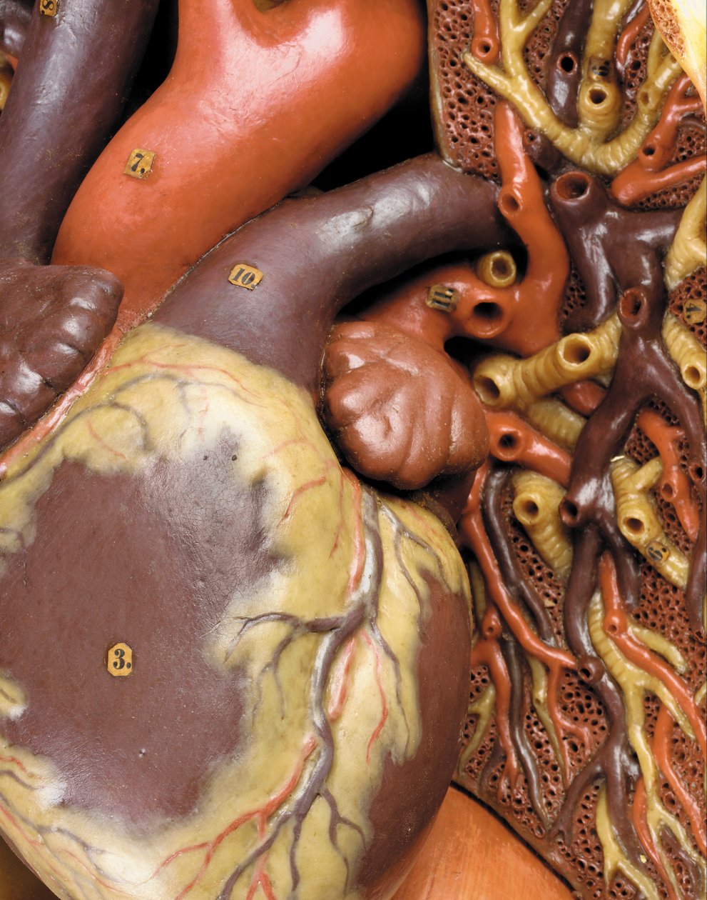 Szczegół anatomicznego męskiego modelu ecorche, przedstawiający mięśnie, tętnice i żyły, układ krążenia i nerwowy autorstwa Gustav Zeiller