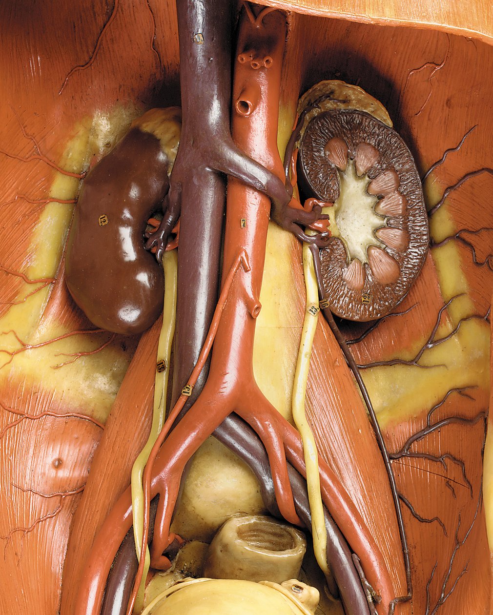 Szczegół męskiego modelu anatomicznego ecorche, przedstawiający mięśnie, tętnice i żyły, krążenie i układ nerwowy (wosk) (patrz również 469822 do 469827) autorstwa Gustav Zeiller