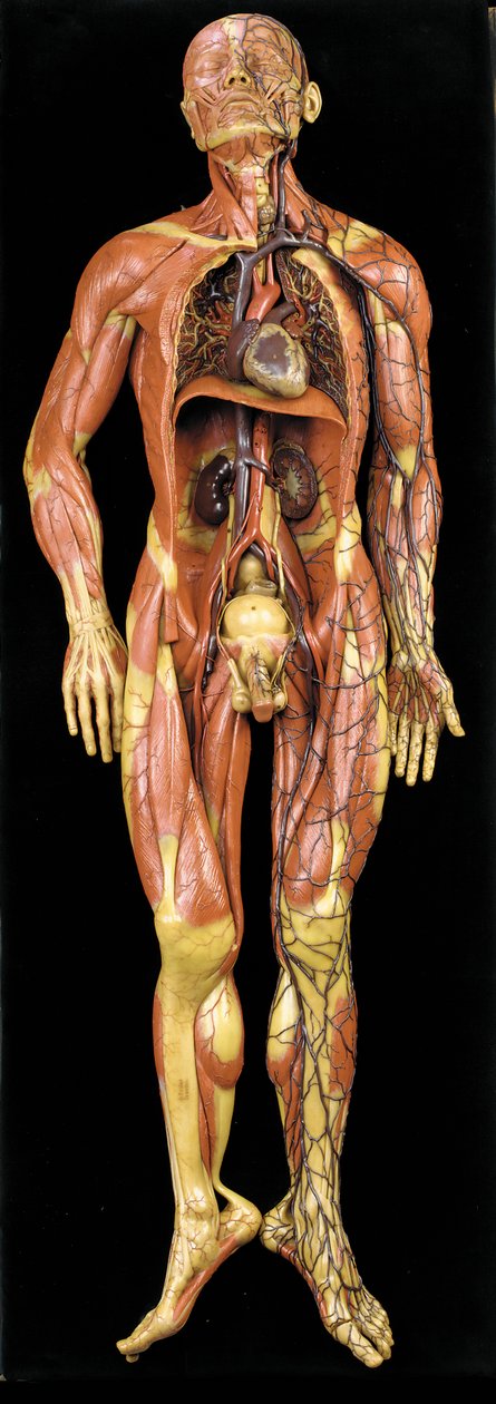 Męski model anatomiczny ecorche, pokazujący mięśnie, tętnice i żyły, układ krążenia i nerwowy autorstwa Gustav Zeiller