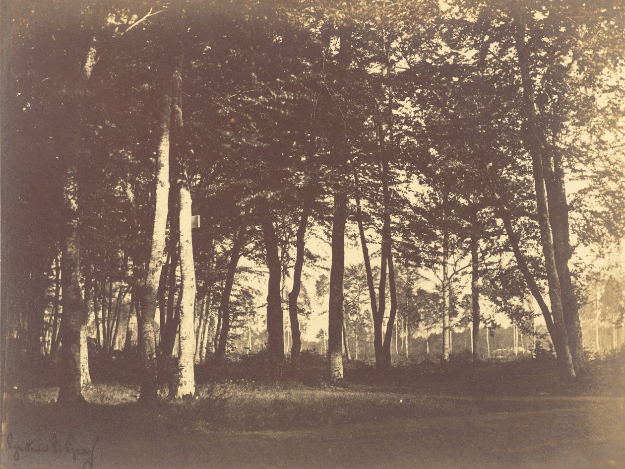 Badanie drzew i ścieżek autorstwa Gustave Le Gray