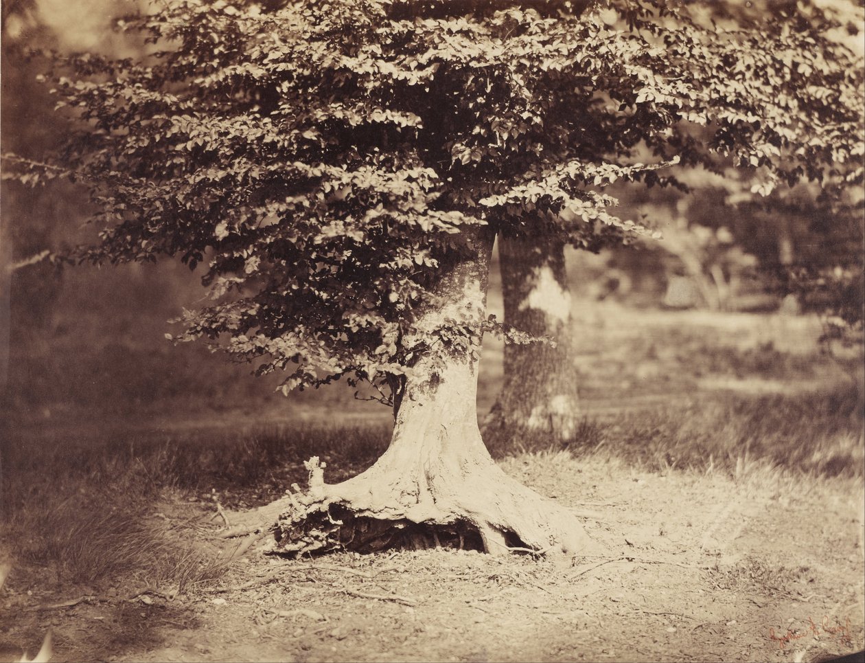 Drzewo bukowe autorstwa Gustave Le Gray