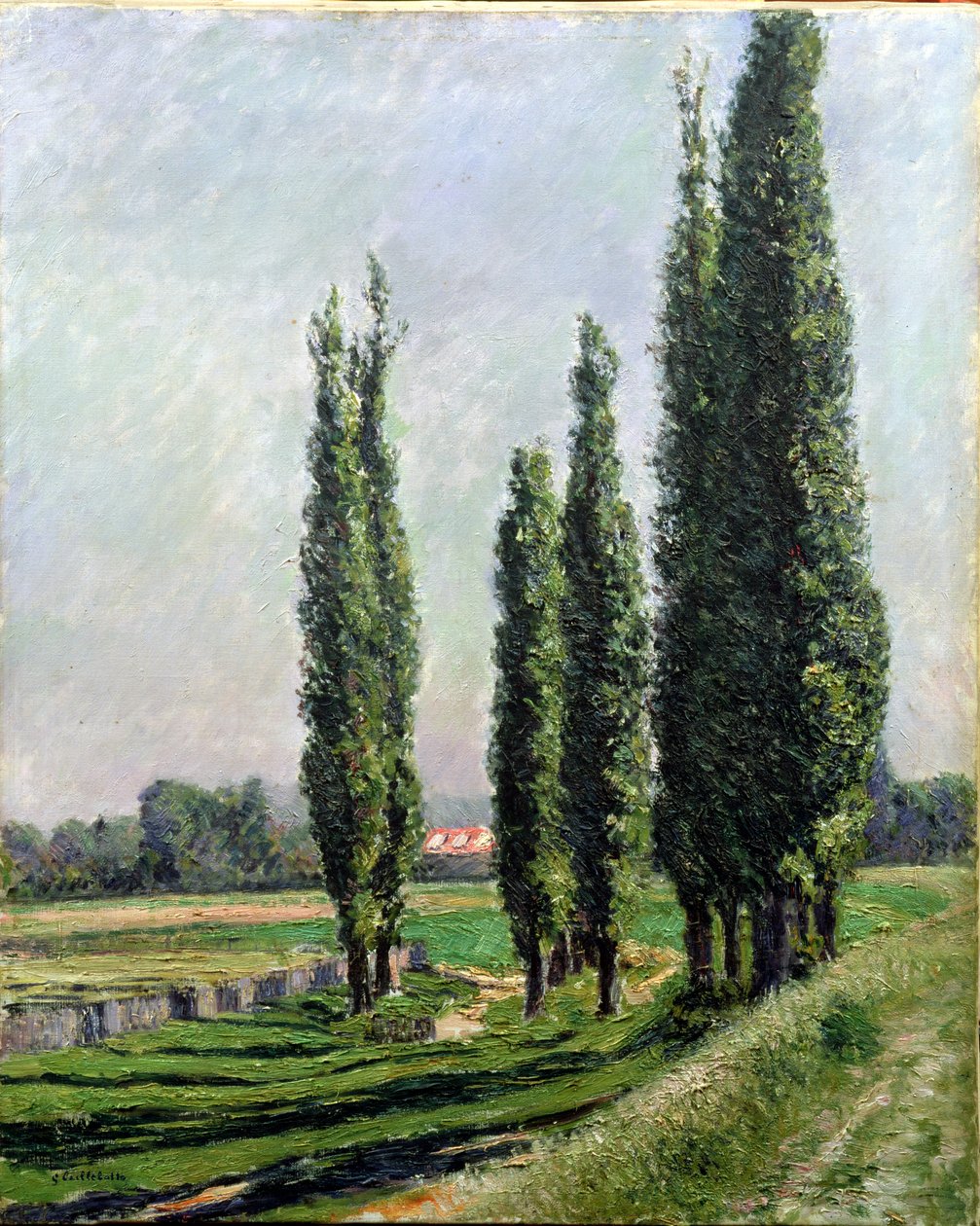 Topole na brzegu rzeki w Argenteuil (olej na płótnie) autorstwa Gustave Caillebotte