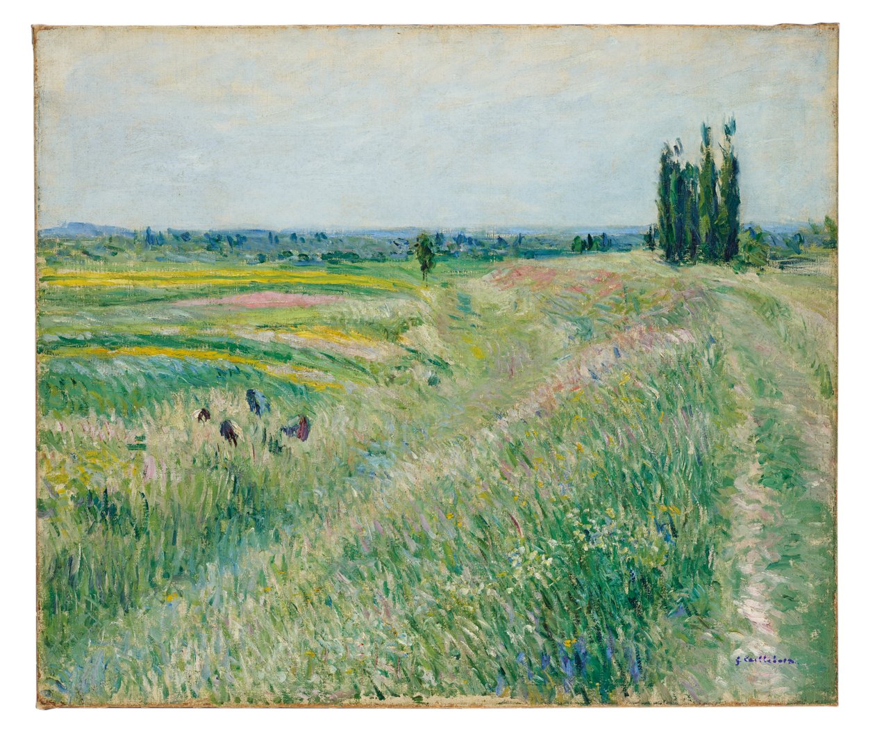 Równina Gennevilliers, grupa topoli, ok. 1883 (olej na płótnie) autorstwa Gustave Caillebotte