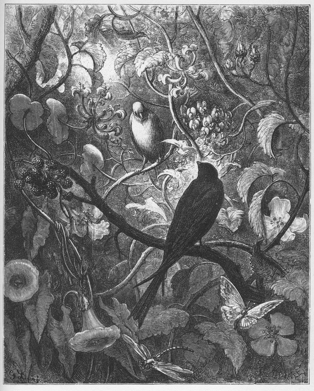 Philomele i Progne - z "Bajek" Jeana de La Fontaine autorstwa Gustave Dore