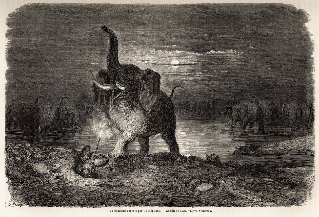 Myśliwy zaskoczony przez słonia w pobliżu jeziora Ngami (Botswana), rysunek Gustave dore (1832-1883), ilustrujący przygody i polowania Charlesa Jeana Andersona w południowej Afryce. Grawerowanie w „”Le tour du monde, nouveau journal des voyages””Paryż autorstwa Gustave Dore