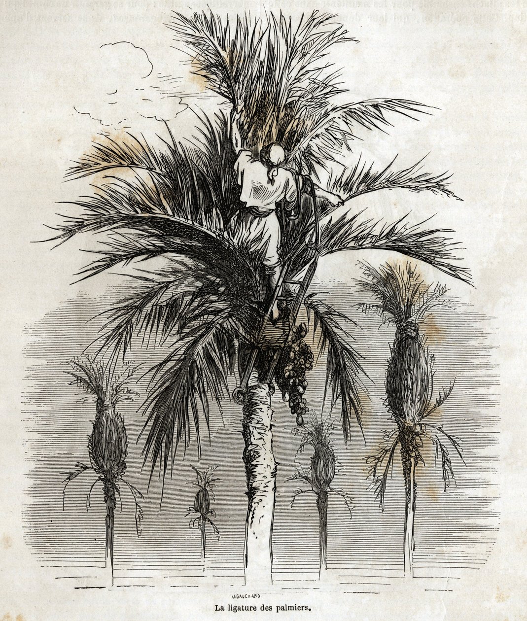 Podwiązanie palm w Elche w celu zachowania bieli w celu ich splatania, rysunek Gustave Dore (1832-1883), ilustrujący jego podróż do Hiszpanii w 1862 r. z Ch. Davilliera. Grawerowanie w „”Le tour du monde””, pod redakcją E autorstwa Gustave Dore