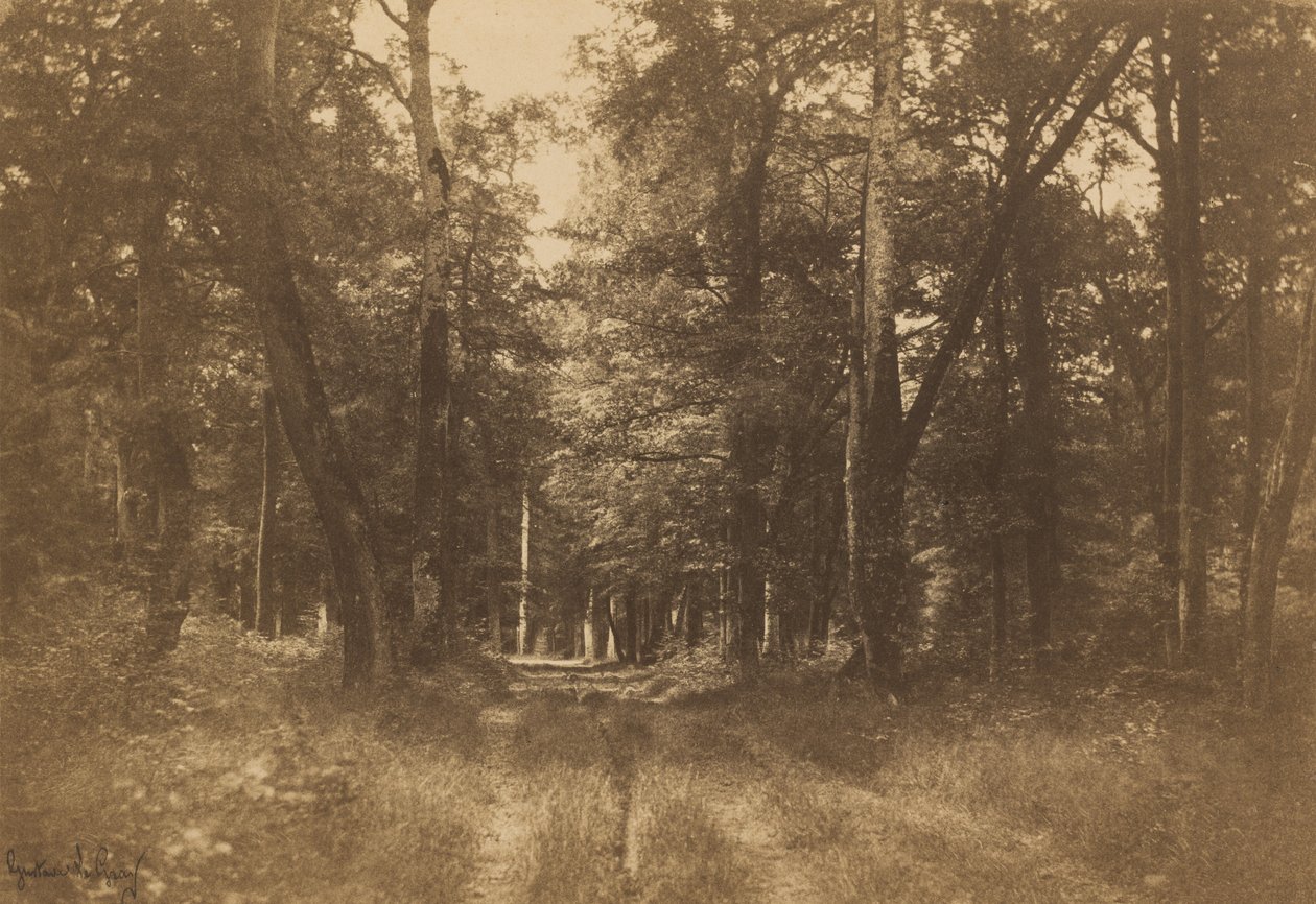 Bas-Bréau, Las Fontainebleau autorstwa Gustave Le Gray